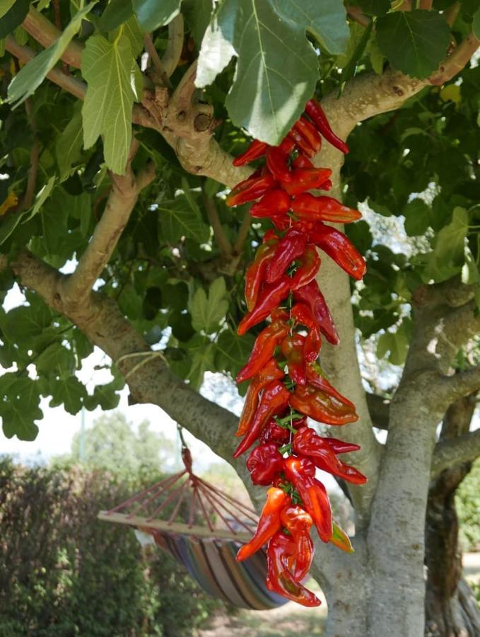 Al Bosco Delle Api 호텔 Gallicchio 외부 사진